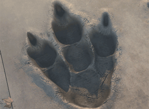 cullinan our years of experience godzilla walk of fame